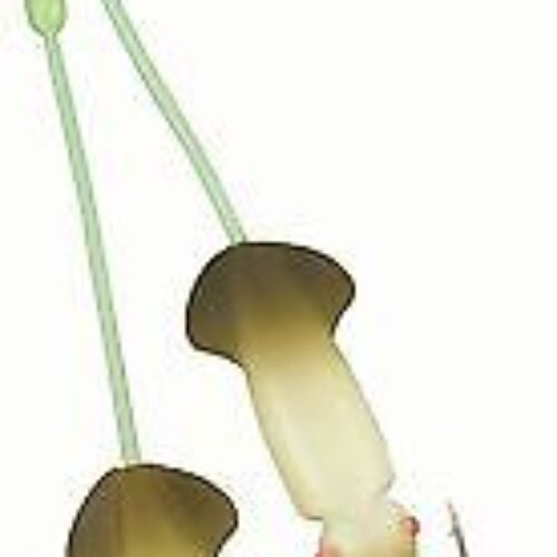 Aquantic Norge Squid Jig Pilk Rig Farbe